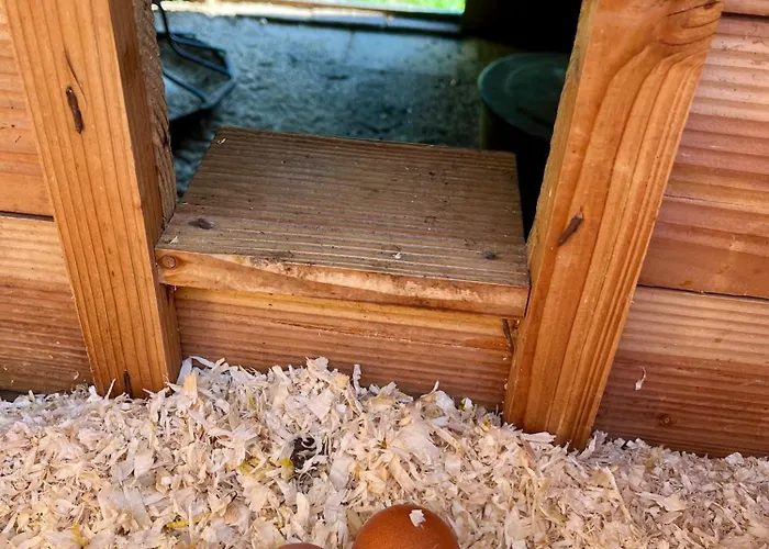Orman Evi Veluwse Boerderij Beleving - Hoeve Meijer